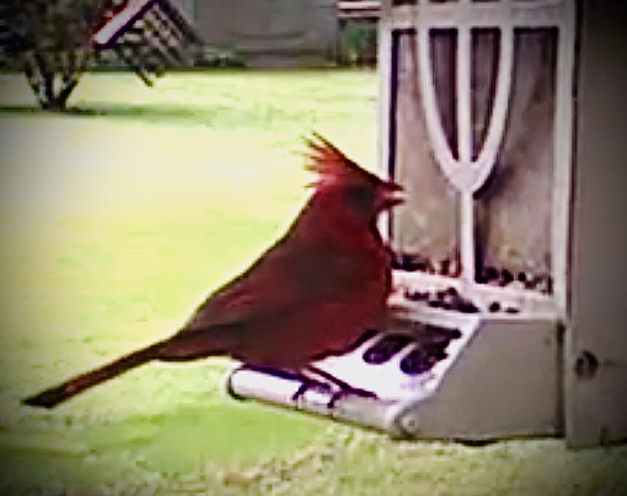 "Spirit Cardinal"